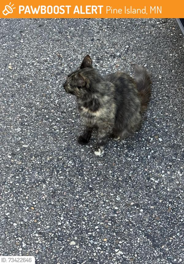 Found/Stray Female Cat last seen By bridge construction, Pine Island, MN 55963