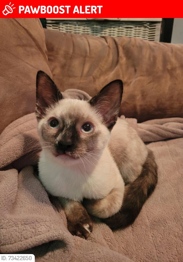 Lost Female Cat last seen Pataterie, Saint-Lazare, QC J7T 1Y6
