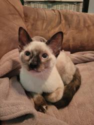 Lost Female Cat last seen Pataterie, Saint-Lazare, QC J7T 1Y6