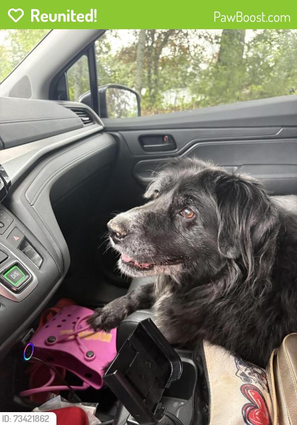 Reunited Female Dog last seen James burgess and Nichols drive, Suwanee, GA 30024