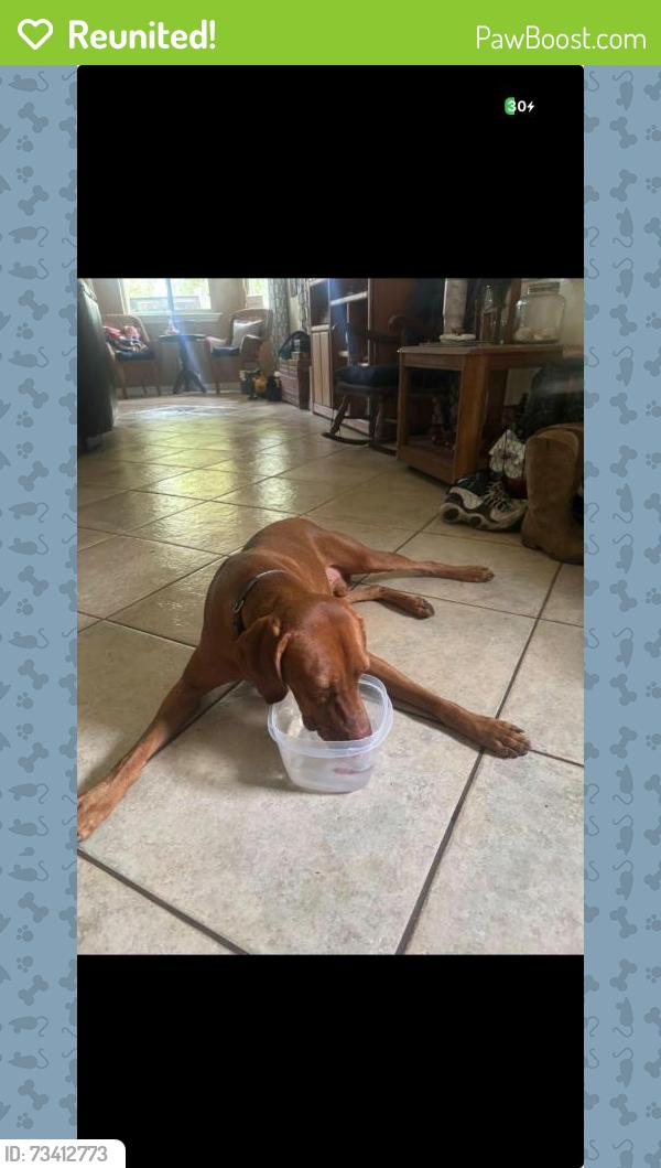 Reunited Unknown Dog last seen East Ocotillo Rd, Queen Creek, AZ 85242