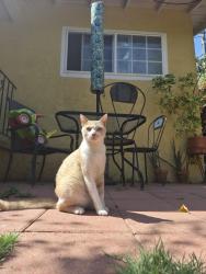 Lost Male Cat last seen 106th and Felton Avenue. City of Lennox, Inglewood, CA 90304