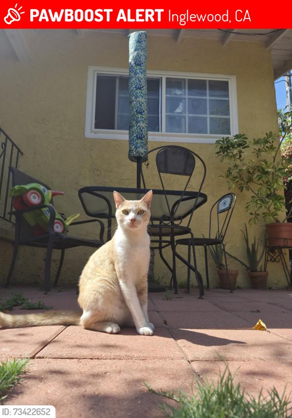 Lost Male Cat last seen 106th and Felton Avenue. City of Lennox, Inglewood, CA 90304