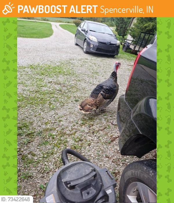 Found/Stray Male Bird last seen Near N County Line Rd E, Spencerville In, 46788, Spencerville, IN 46788