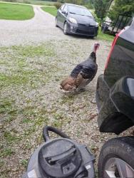 Found/Stray Male Bird last seen Near N County Line Rd E, Spencerville In, 46788, Spencerville, IN 46788