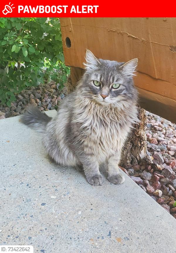 Lost Male Cat last seen Brookline Ct & Livingston Ave, Colorado Springs, CO 80906