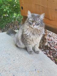 Lost Male Cat last seen Brookline Ct & Livingston Ave, Colorado Springs, CO 80906