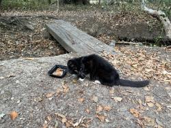 Found/Stray Female Cat last seen Langtons meadow, Farnham Common, England 