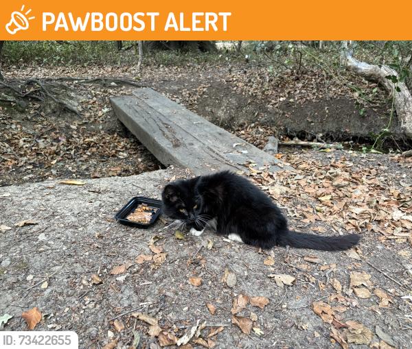 Found/Stray Female Cat last seen Langtons meadow, Farnham Common, England 