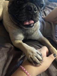 Reunited Male Dog last seen La Fonda st, Las Cruces, NM 88001