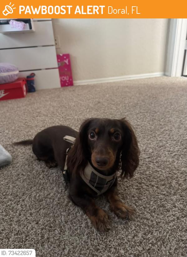 Found/Stray Female Dog last seen Grazianos doral, Doral, FL 33178