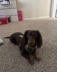 Found/Stray Female Dog last seen Grazianos doral, Doral, FL 33178