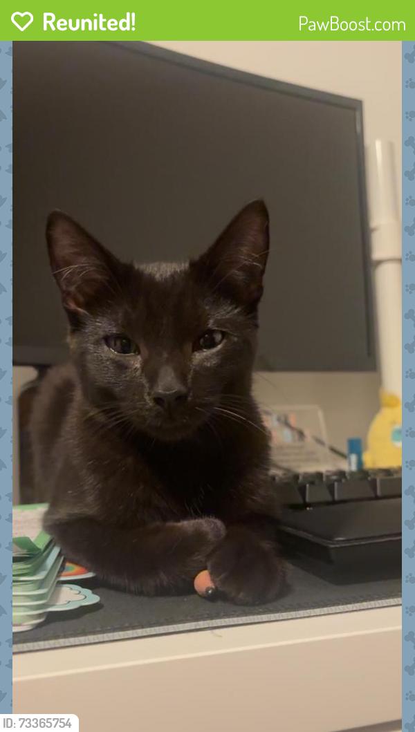 Reunited Male Cat last seen N clark st. And w Glendale, Appleton, WI 54911