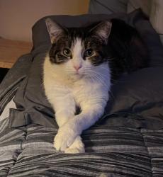 Reunited Female Cat last seen Ditman & Brill Street, Philadelphia, PA 19124