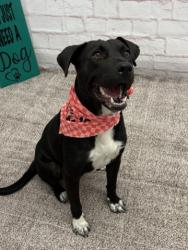 Shelter Stray Female Dog last seen Near BLOCK HAVERHILL ST, DETROIT MI 48224, 1431 E Ferry St, Detroit, MI 48211, USA