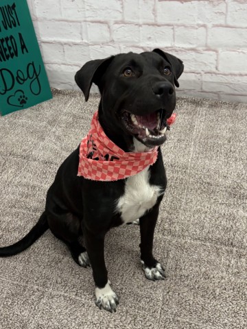 Shelter Stray Female Dog last seen Near BLOCK HAVERHILL ST, DETROIT MI 48224, 1431 E Ferry St, Detroit, MI 48211, USA