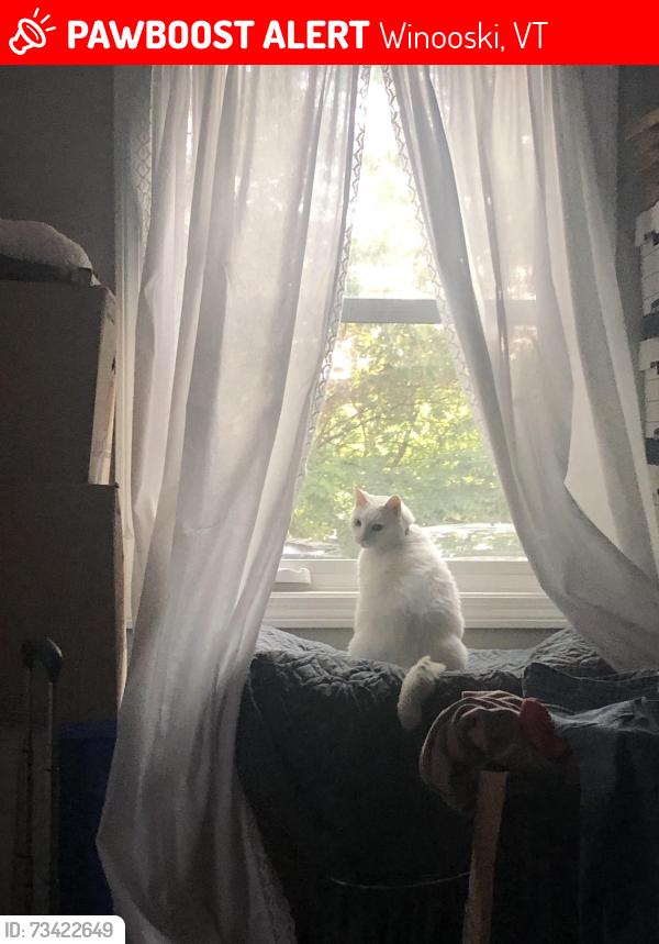 Lost Male Cat last seen Below Malletts Bay Avenue towards Winooski River, Winooski, VT 05404