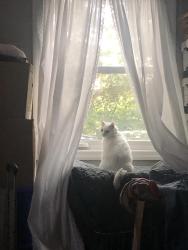 Lost Male Cat last seen Below Malletts Bay Avenue towards Winooski River, Winooski, VT 05404