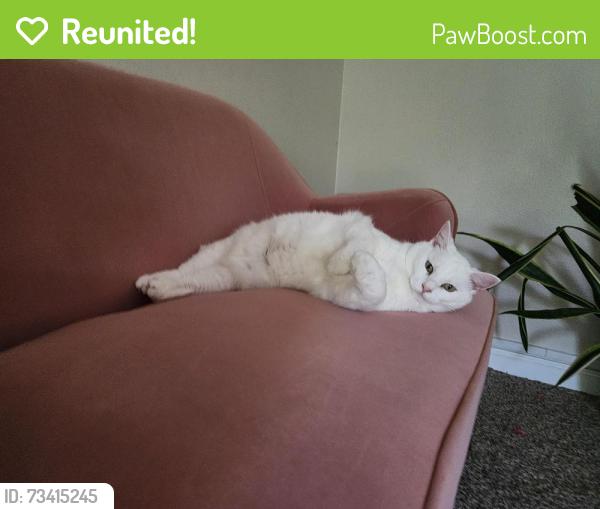 Reunited Female Cat last seen 15th St Pl SE/ Good Samaritan hosp area, Puyallup, WA 98372