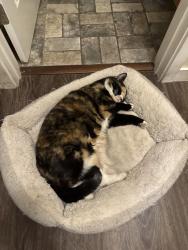 Lost Female Cat last seen Kings/Queens, Nampa, ID 83687