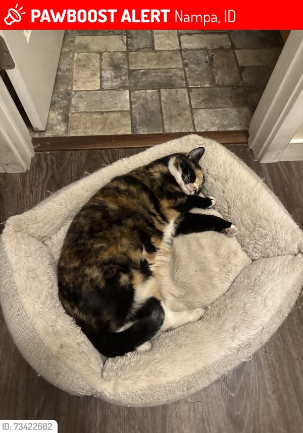 Lost Female Cat last seen Kings/Queens, Nampa, ID 83687