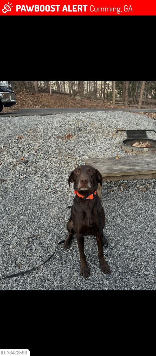 Lost Male Dog last seen Near Stoney Point Rd Cumming GA, Cumming, GA 30041