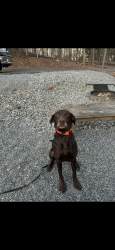 Lost Male Dog last seen Near Stoney Point Rd Cumming GA, Cumming, GA 30041