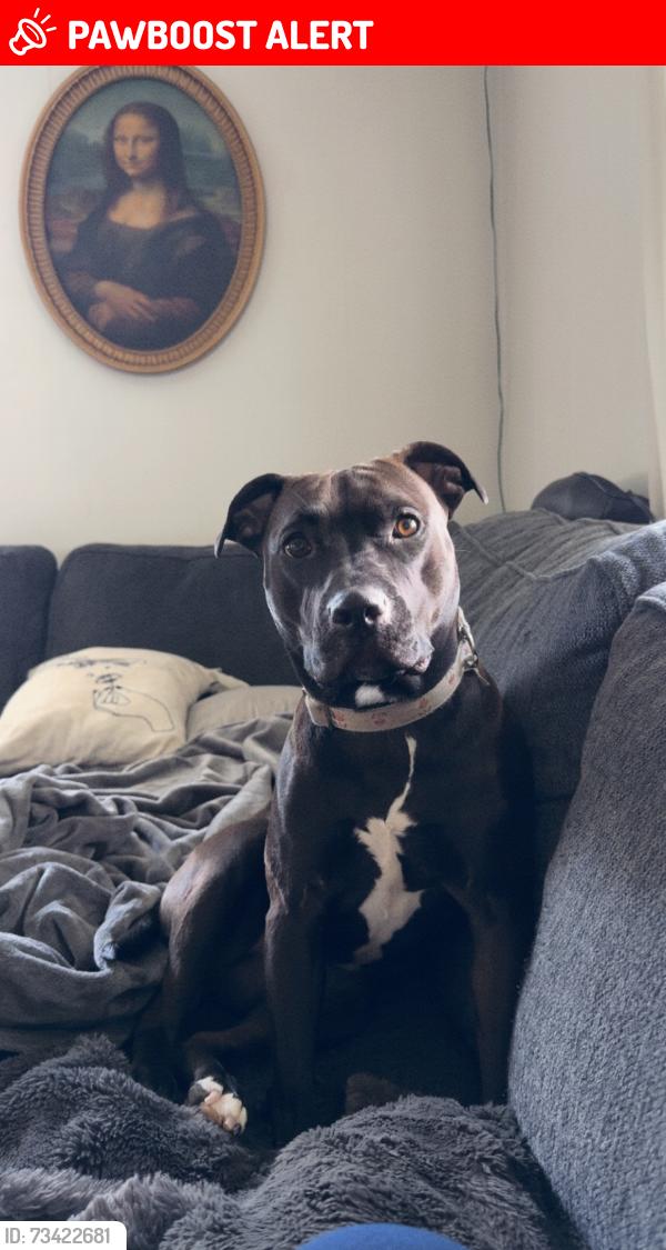 Lost Female Dog last seen Woods leading to 7th street road, last seen in wooded area starting on Maple drive, Upper Burrell Township, PA 15068