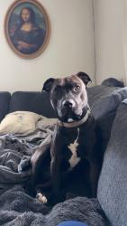 Lost Female Dog last seen Woods leading to 7th street road, last seen in wooded area starting on Maple drive, Upper Burrell Township, PA 15068