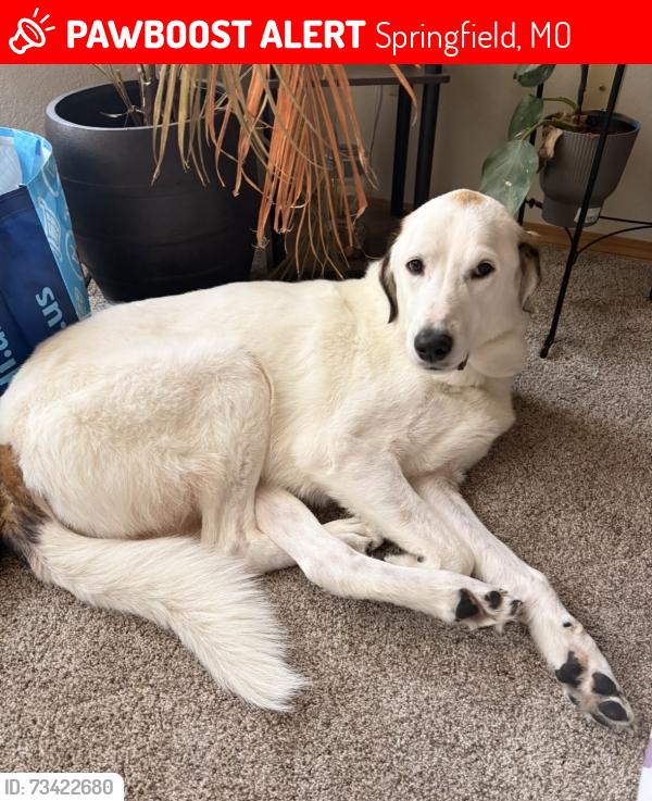 Lost Male Dog last seen Kearney, Springfield, MO 65803