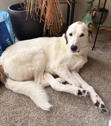 Lost Male Dog last seen Kearney, Springfield, MO 65803