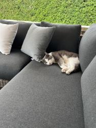 Lost Male Cat last seen Snair, Kirkland, QC H9J 4A2