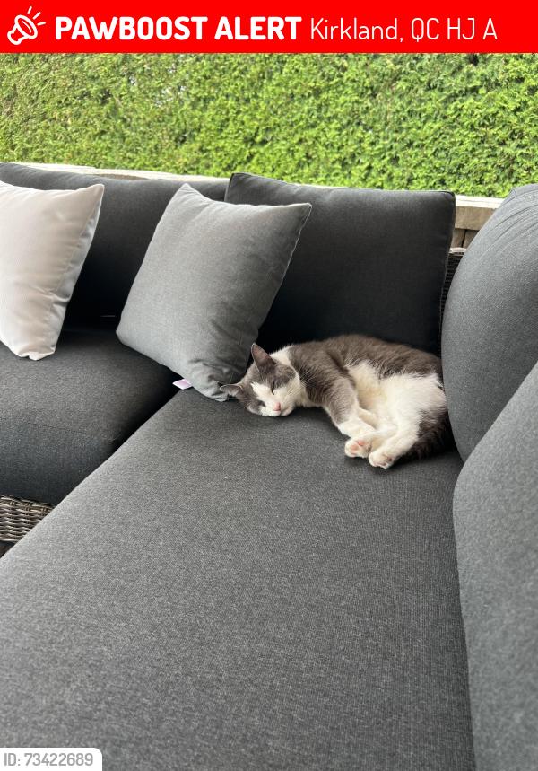 Lost Male Cat last seen Snair, Kirkland, QC H9J 4A2