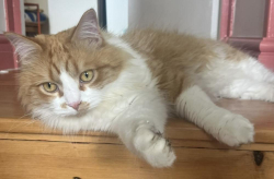 Reunited Female Cat last seen Upper Tollington Park, Victoria Terrace, Perth Road, Oxford Road, Woodstock Road, Finsbury Park, England N4 4BU