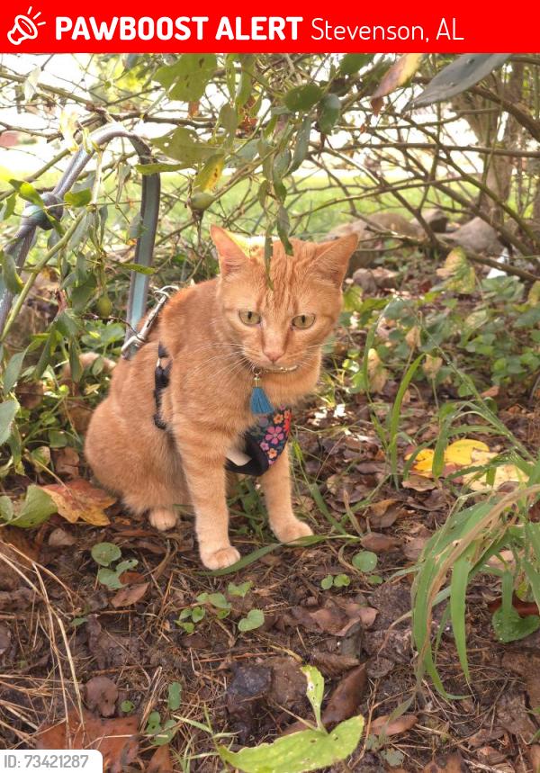 Lost Female Cat last seen By Fridays, Stevenson, AL 35772