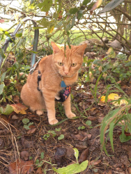 Lost Female Cat last seen By Fridays, Stevenson, AL 35772