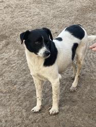 Found/Stray Male Dog last seen Hummingbird Ct & Hummingbird Ln, Modesto, CA 95356