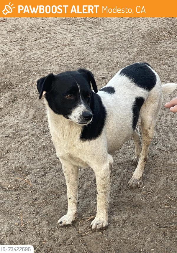 Found/Stray Male Dog last seen Hummingbird Ct & Hummingbird Ln, Modesto, CA 95356