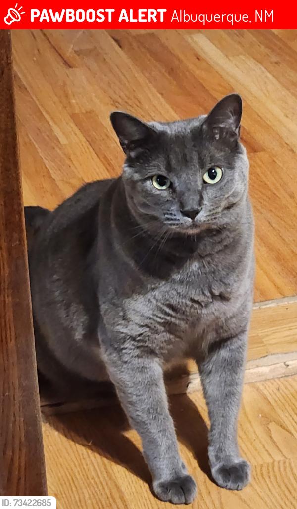 Lost Male Cat last seen Coronado mall/uptown area, Albuquerque, NM 87110