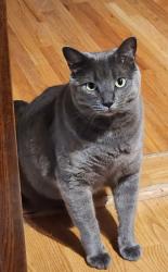 Lost Male Cat last seen Coronado mall/uptown area, Albuquerque, NM 87110
