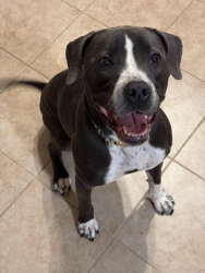 Lost Female Dog last seen Rhode Island, North Kingstown, RI 02852