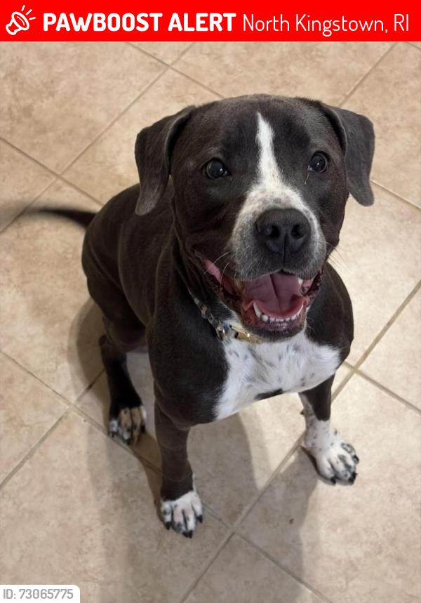 Lost Female Dog last seen Rhode Island, North Kingstown, RI 02852