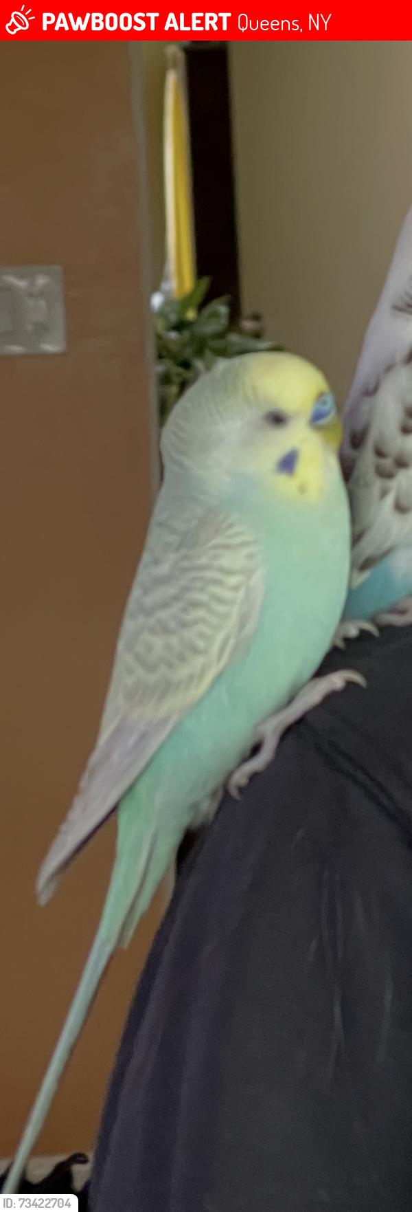 Lost Unknown Bird last seen North counduit and 114 pl, Queens, NY 11420
