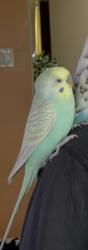 Lost Unknown Bird last seen North counduit and 114 pl, Queens, NY 11420