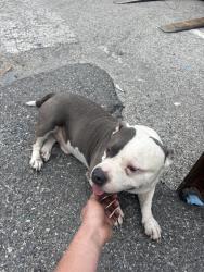 Found/Stray Male Dog last seen Old Kings and Pritchard, Jacksonville, FL 32217