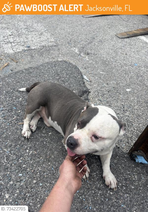 Found/Stray Male Dog last seen Old Kings and Pritchard, Jacksonville, FL 32217