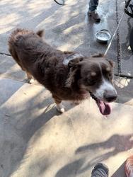 Found/Stray Male Dog last seen New Hope Dr, Cedar Park, TX 78613