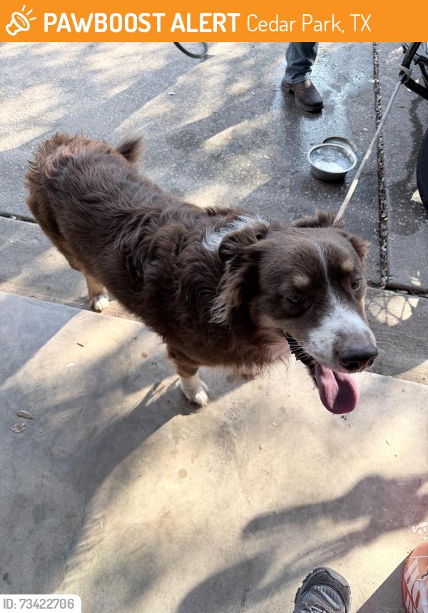 Found/Stray Male Dog last seen New Hope Dr, Cedar Park, TX 78613