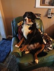 Reunited Male Dog last seen Kirtley and whiteshop, Culpeper, VA 22701