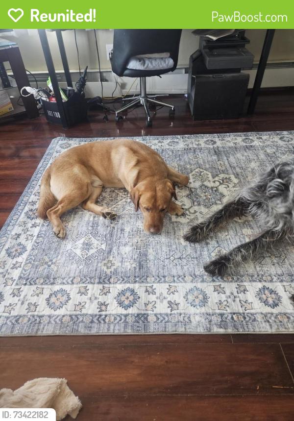 Reunited Male Dog last seen Country Club Rd, Pleasant Ave, Magnolia Ave, Red Lion, PA 17356